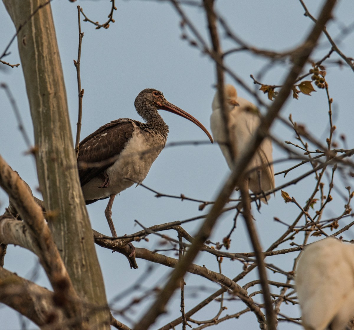 Pajaros - Ibis Blanco Juvenil